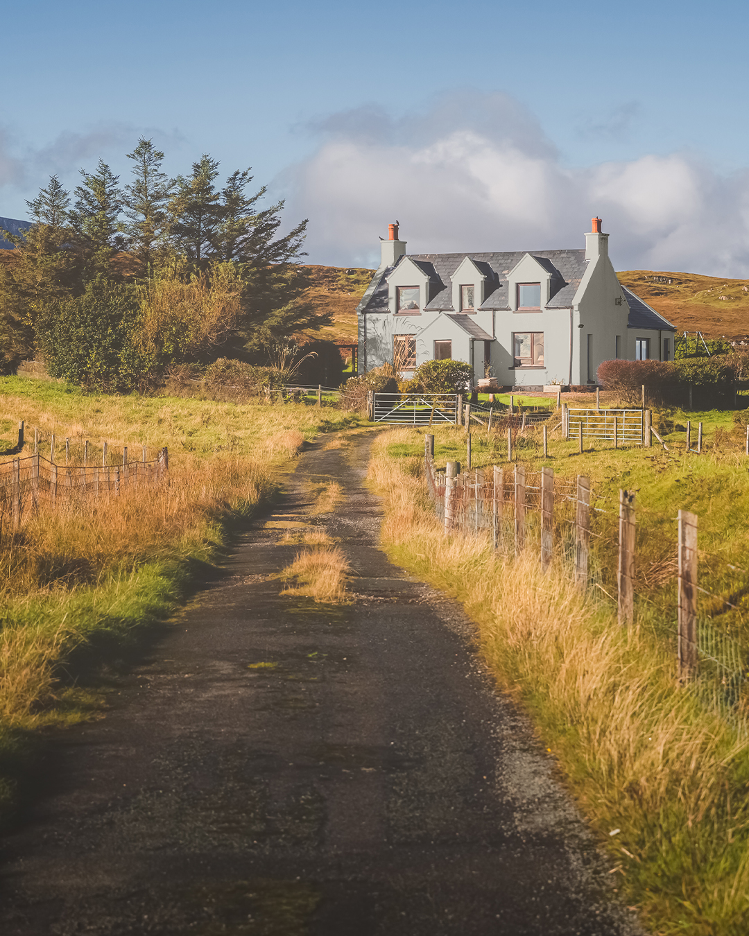 Mucky Swan - Image 2
